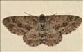 1948 Small Engrailed